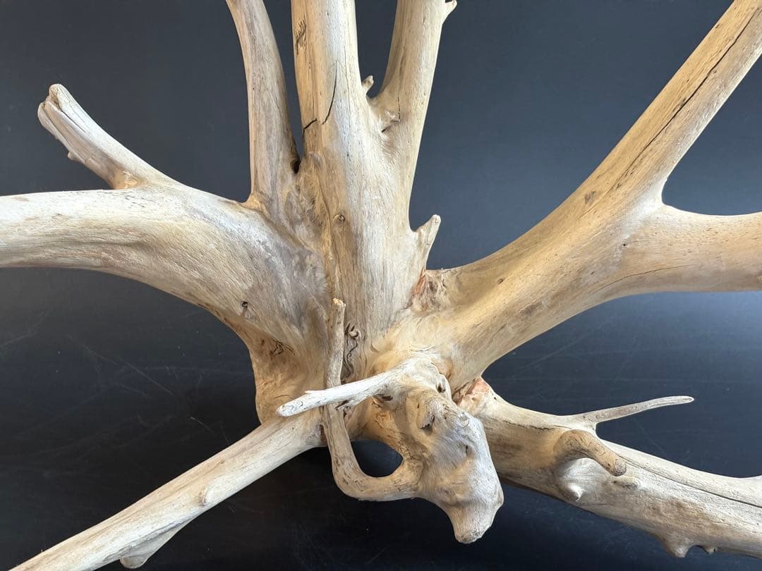 【北海道産】アク抜き済み流木 アクアリウム・テラリウム・インテリア・DIY素材