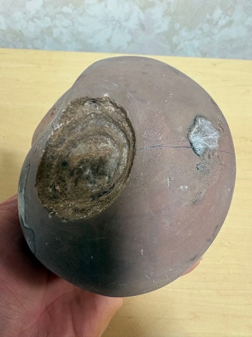 インドネシアジャワ島産大きな天然アンモナイト化石1354g磨き済みツルツル貴重品