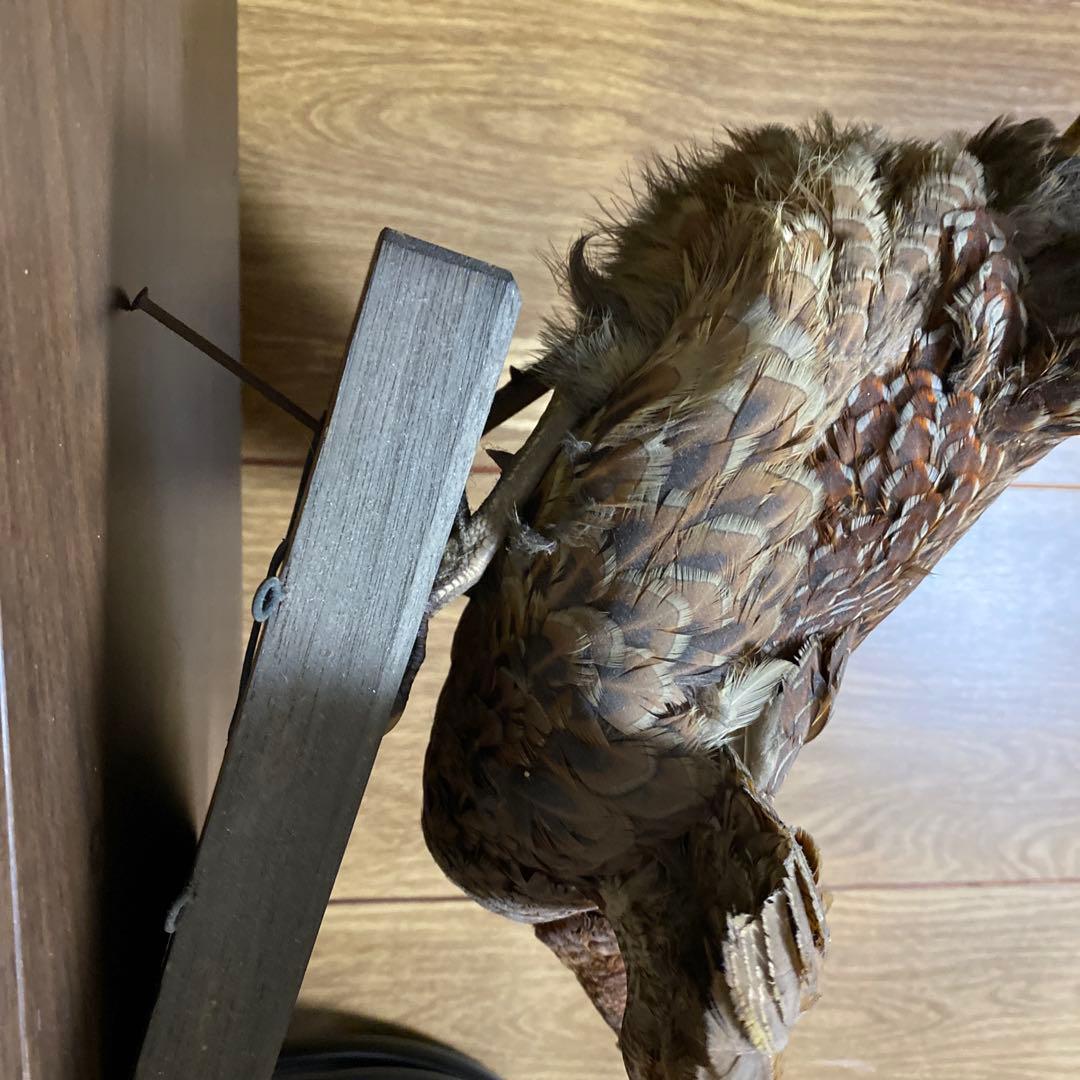 キジの剥製